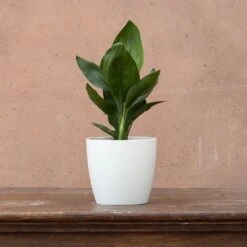 Strelitzia Reginae 7 Strelitzia Reginae -Feathered Garden pl2000006625 card3 lg