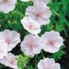 Geranium Sanguineum Var. Striatum 1 Geranium Sanguineum Var. Striatum -Feathered Garden pl2000007127