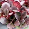 Bergenia 'Overture' -Feathered Garden pl2000009796