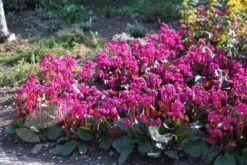 Bergenia 'Overture' -Feathered Garden pl2000009796 card4 lg
