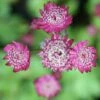 Astrantia Major 'Rubra' 2 Astrantia Major 'Rubra' -Feathered Garden pl2000010595