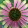 Echinacea 'Green Envy' (PBR) -Feathered Garden pl2000010635