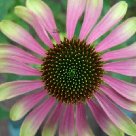 Echinacea 'Green Envy' (PBR) 3 Echinacea 'Green Envy' (PBR)