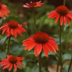 Echinacea 'Sundown' (PBR) (Big Sky Series)