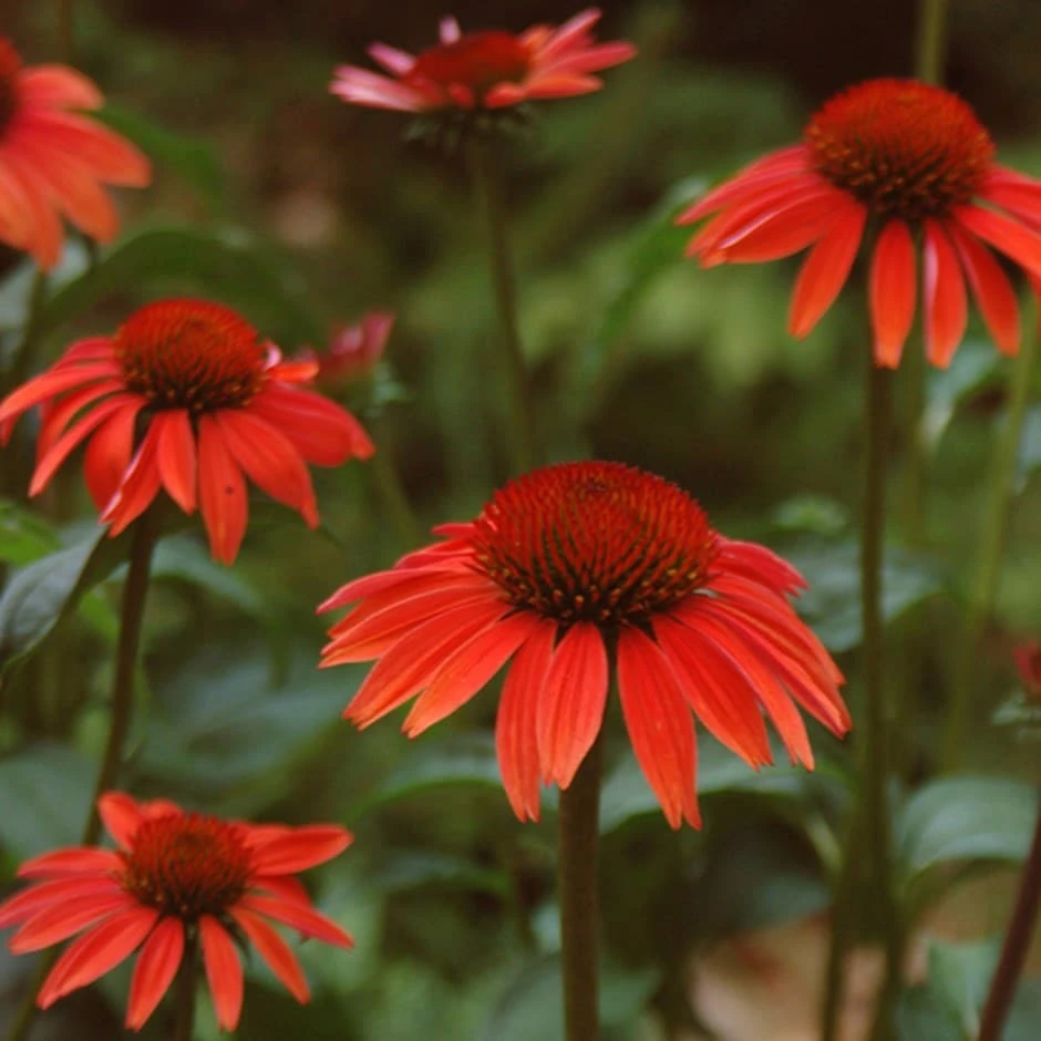 Echinacea 'Sundown' (PBR) (Big Sky Series) 3 Echinacea 'Sundown' (PBR) (Big Sky Series)