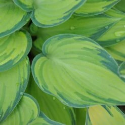 Hosta (Tardiana Group) 'June'