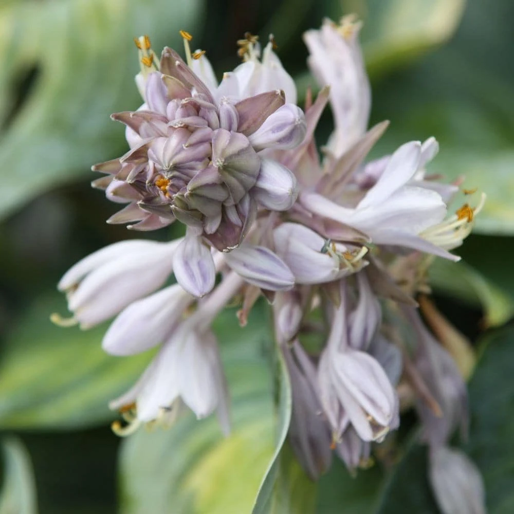 Hosta (Tardiana Group) 'June' 5 Hosta (Tardiana Group) 'June' - Image 3