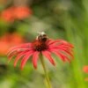 Echinacea 'Tomato Soup' (PBR) -Feathered Garden pl2000011202