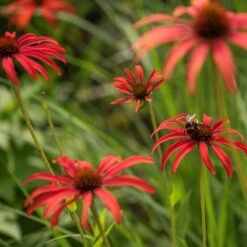 Echinacea 'Tomato Soup' (PBR) 11 Echinacea 'Tomato Soup' (PBR) -Feathered Garden pl2000011202 card5 lg