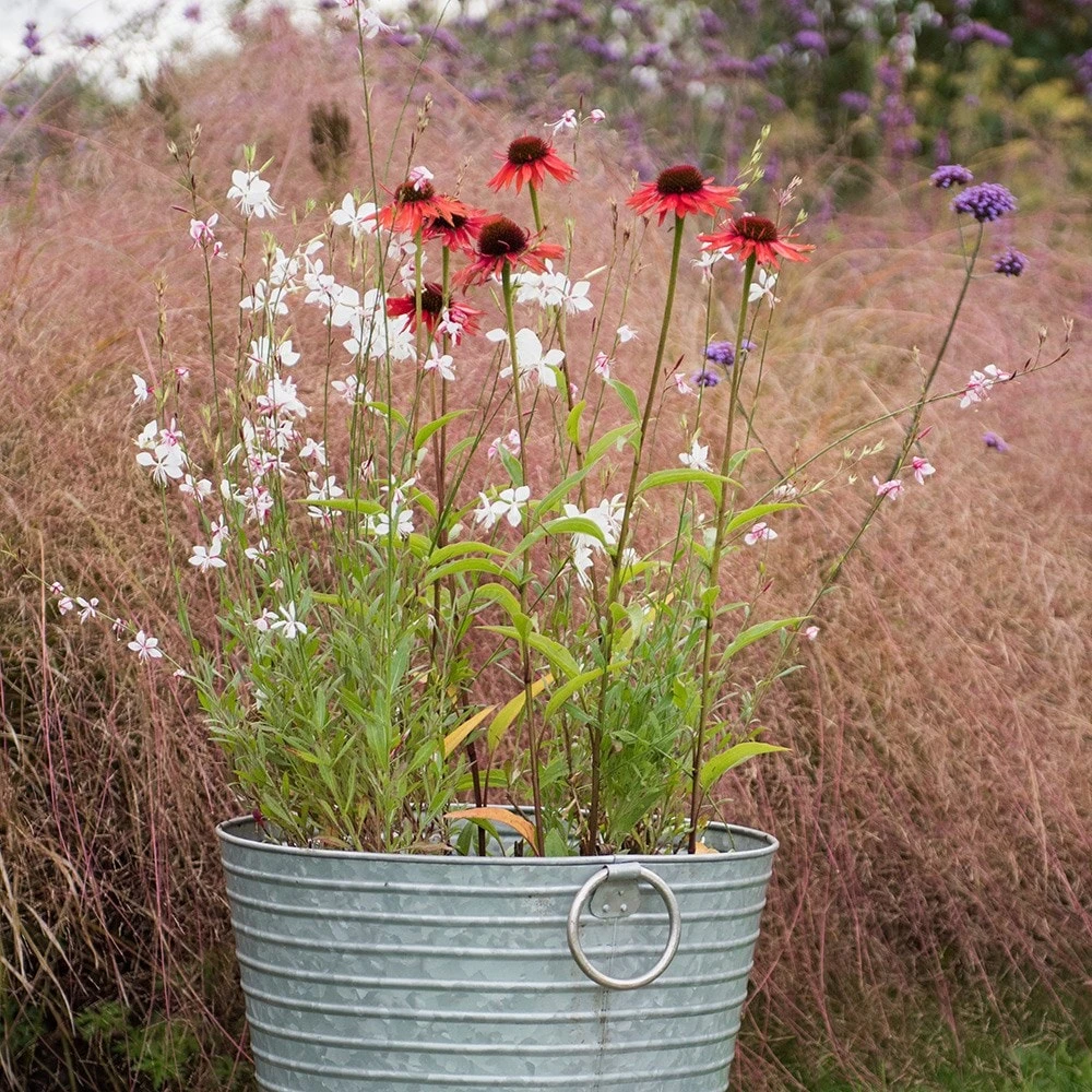 Oenothera Lindheimeri 'Whirling Butterflies' 5 Oenothera Lindheimeri 'Whirling Butterflies' - Image 3