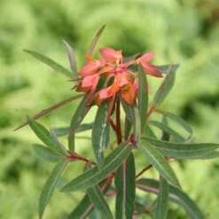Euphorbia Griffithii 'Fireglow' 7 Euphorbia Griffithii 'Fireglow' -Feathered Garden pl2000012387 card3 lg