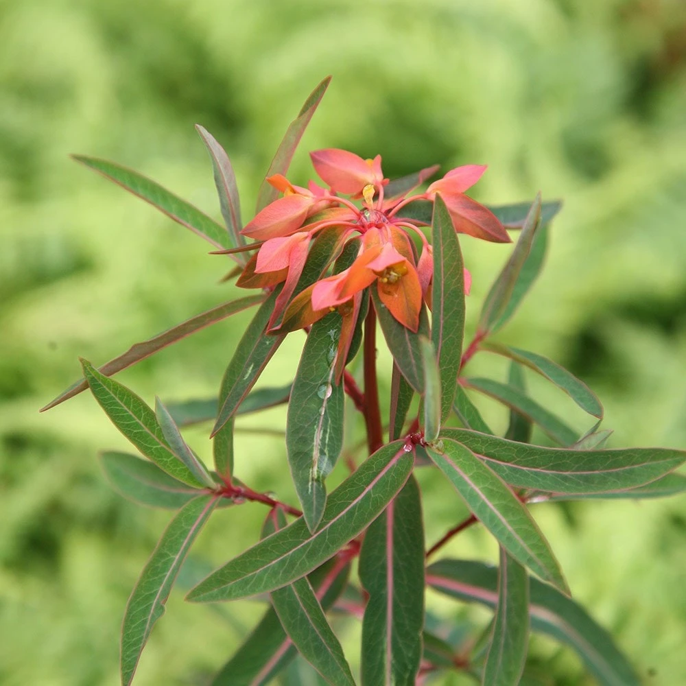 Euphorbia Griffithii 'Fireglow' 5 Euphorbia Griffithii 'Fireglow' - Image 3
