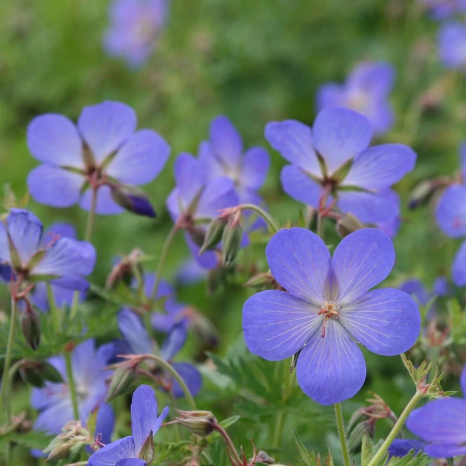 Geranium × Johnsonii 'Johnson's Blue' 3 Geranium × Johnsonii 'Johnson's Blue'