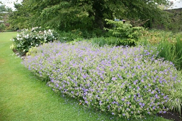 Geranium × Johnsonii 'Johnson's Blue' 4 Geranium × Johnsonii 'Johnson's Blue' - Image 2