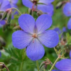 Geranium × Johnsonii 'Johnson's Blue' 8 Geranium × Johnsonii 'Johnson's Blue' -Feathered Garden pl2000012646 card3 lg