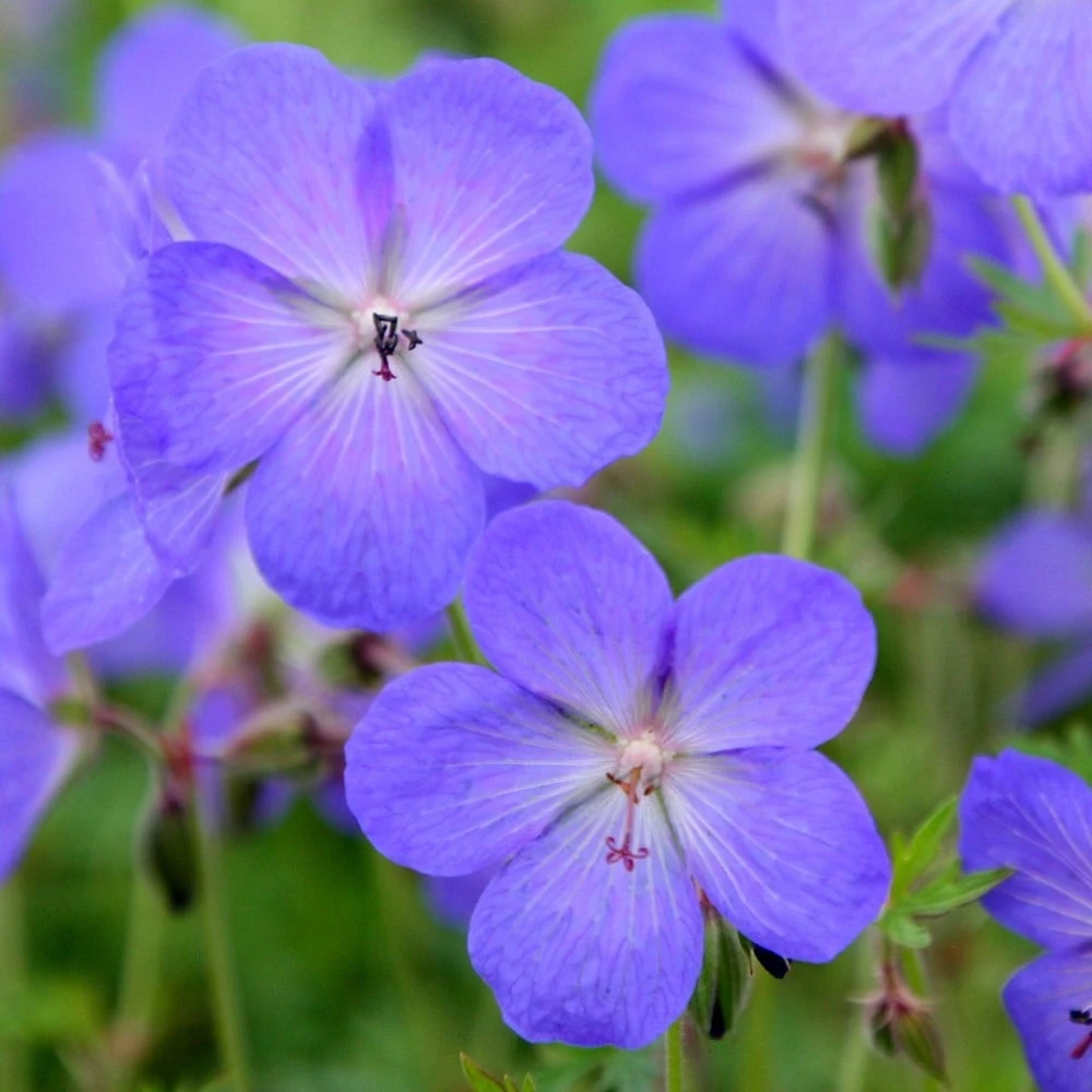 Geranium × Johnsonii 'Johnson's Blue' 6 Geranium × Johnsonii 'Johnson's Blue' - Image 4