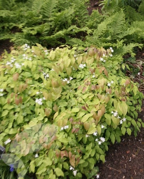 Epimedium × Youngianum 'Niveum' 4 Epimedium × Youngianum 'Niveum' - Image 2