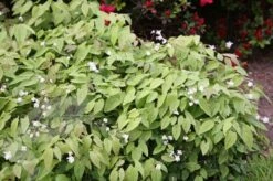 Epimedium × Youngianum 'Niveum' 7 Epimedium × Youngianum 'Niveum' -Feathered Garden pl2000012677 card4 lg