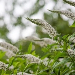 Lysimachia Clethroides 13 Lysimachia Clethroides -Feathered Garden pl2000012743 card5 lg