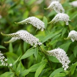 Lysimachia Clethroides 15 Lysimachia Clethroides -Feathered Garden pl2000012743 card7 lg