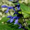 Salvia Guaranitica 'Black And Blue' 1 Salvia Guaranitica 'Black And Blue' -Feathered Garden pl2000012792
