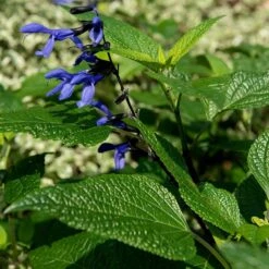 Salvia Guaranitica 'Black And Blue' 9 Salvia Guaranitica 'Black And Blue' -Feathered Garden pl2000012792 card4 lg