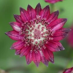 Astrantia 'Hadspen Blood'