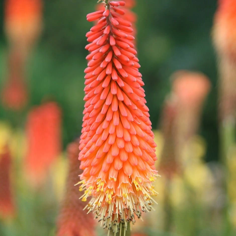 Kniphofia 'Royal Standard' 3 Kniphofia 'Royal Standard'