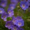 Geranium Rozanne ('Gerwat') (PBR) 2 Geranium Rozanne ('Gerwat') (PBR) -Feathered Garden pl2000015974