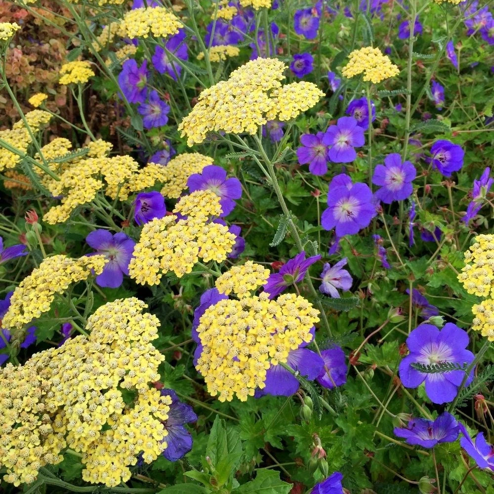 Geranium Rozanne ('Gerwat') (PBR) 4 Geranium Rozanne ('Gerwat') (PBR) - Image 2