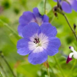 Geranium Rozanne ('Gerwat') (PBR) 10 Geranium Rozanne ('Gerwat') (PBR) -Feathered Garden pl2000015974 card3 lg