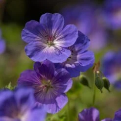 Geranium Rozanne ('Gerwat') (PBR) 13 Geranium Rozanne ('Gerwat') (PBR) -Feathered Garden pl2000015974 card6 lg