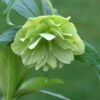 Helleborus × Hybridus Harvington Double Lime-green 1 Helleborus × Hybridus Harvington Double Lime-green -Feathered Garden pl2000016551