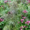 Foeniculum Vulgare 'Purpureum' 1 Foeniculum Vulgare 'Purpureum' -Feathered Garden pl2000017269