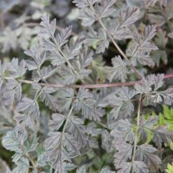 Anthriscus Sylvestris 'Ravenswing' -Feathered Garden pl2000017279 card3 lg