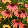 Echinacea 'Summer Cocktail' (PBR) 2 Echinacea 'Summer Cocktail' (PBR) -Feathered Garden pl2000017281