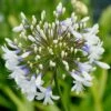 Agapanthus Queen Mum ('Pmn06') (PBR) -Feathered Garden pl2000017463