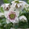 Helleborus × Hybridus Harvington Double White Speckled 1 Helleborus × Hybridus Harvington Double White Speckled -Feathered Garden pl2000018086