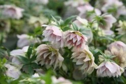 Helleborus × Hybridus Harvington Double White Speckled -Feathered Garden pl2000018086 card2 lg
