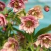Helleborus × Hybridus Harvington Double Pink Speckled -Feathered Garden pl2000018087