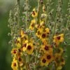 Verbascum (Cotswold Group) 'Cotswold Queen' -Feathered Garden pl2000019317