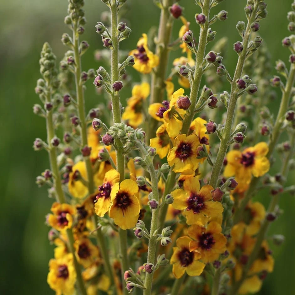 Verbascum (Cotswold Group) 'Cotswold Queen' 3 Verbascum (Cotswold Group) 'Cotswold Queen'