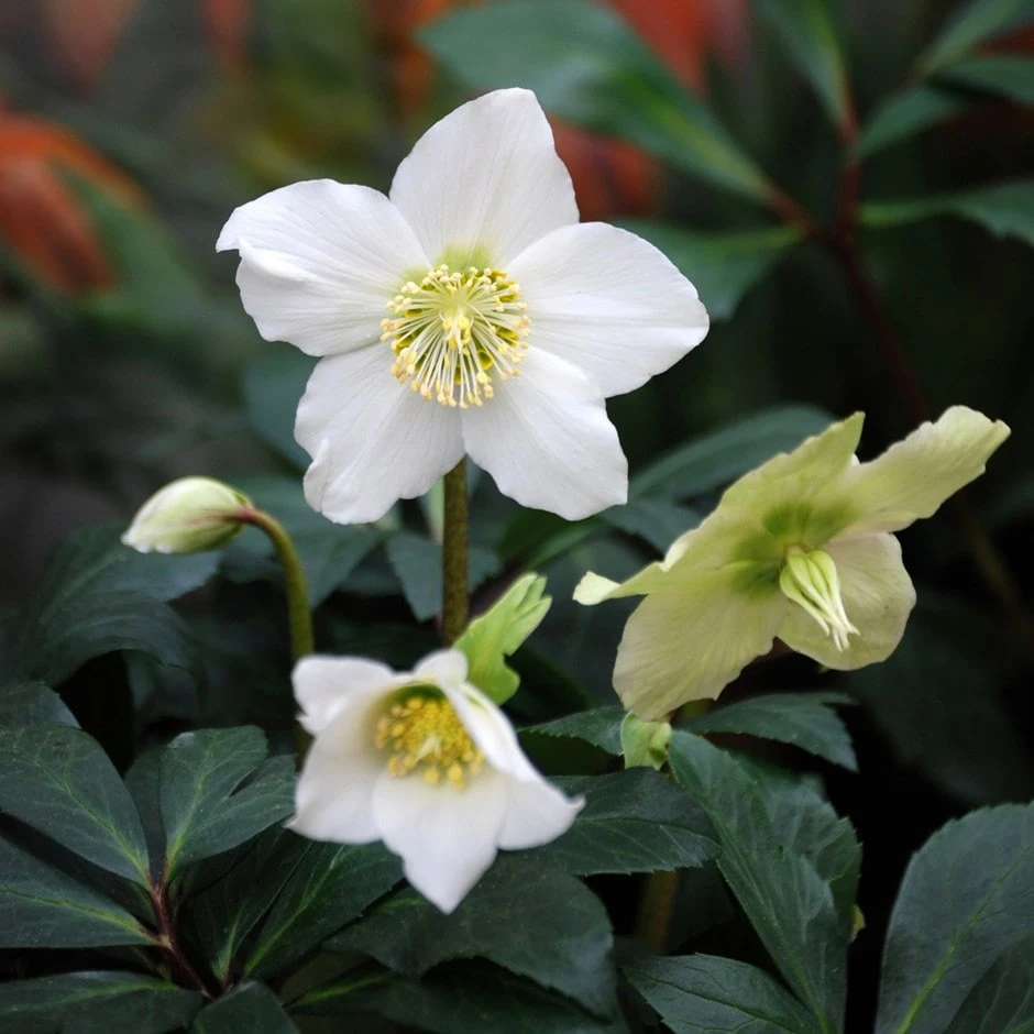 Helleborus Niger 3 Helleborus Niger