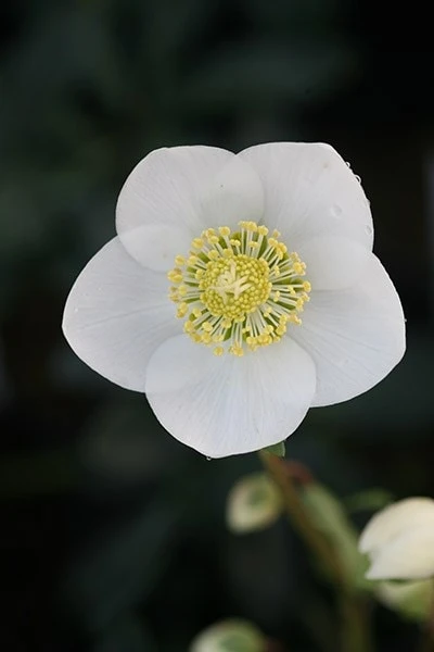 Helleborus Niger 4 Helleborus Niger - Image 2