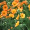 Geum 'Totally Tangerine' (PBR) -Feathered Garden pl2000019847