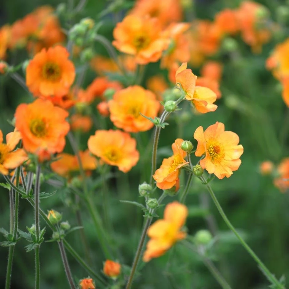 Geum 'Totally Tangerine' (PBR) 3 Geum 'Totally Tangerine' (PBR)