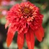 Echinacea 'Hot Papaya' (PBR) (Cone-fections Series) -Feathered Garden pl2000020480