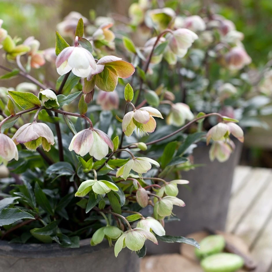 Helleborus × Sahinii 'Winterbells' (PBR) 3 Helleborus × Sahinii 'Winterbells' (PBR)