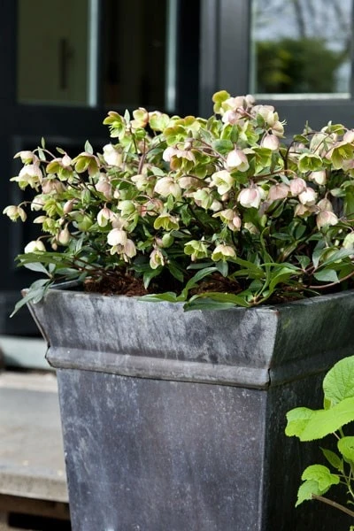 Helleborus × Sahinii 'Winterbells' (PBR) 5 Helleborus × Sahinii 'Winterbells' (PBR) - Image 3
