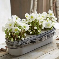 Helleborus 'Verboom Beauty' -Feathered Garden pl2000021032 card2 lg